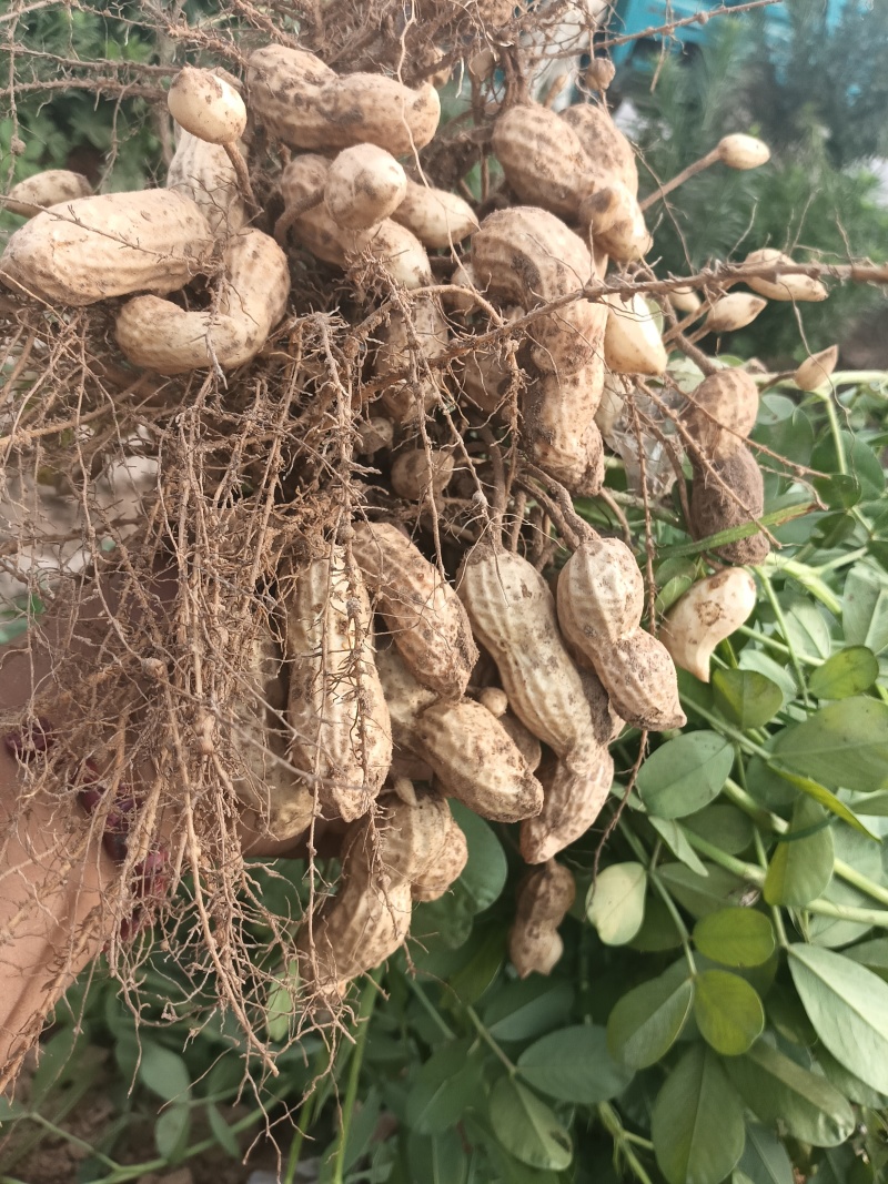 精品鲜花生，供应加工厂，电商，超市，量大从优，直接发车