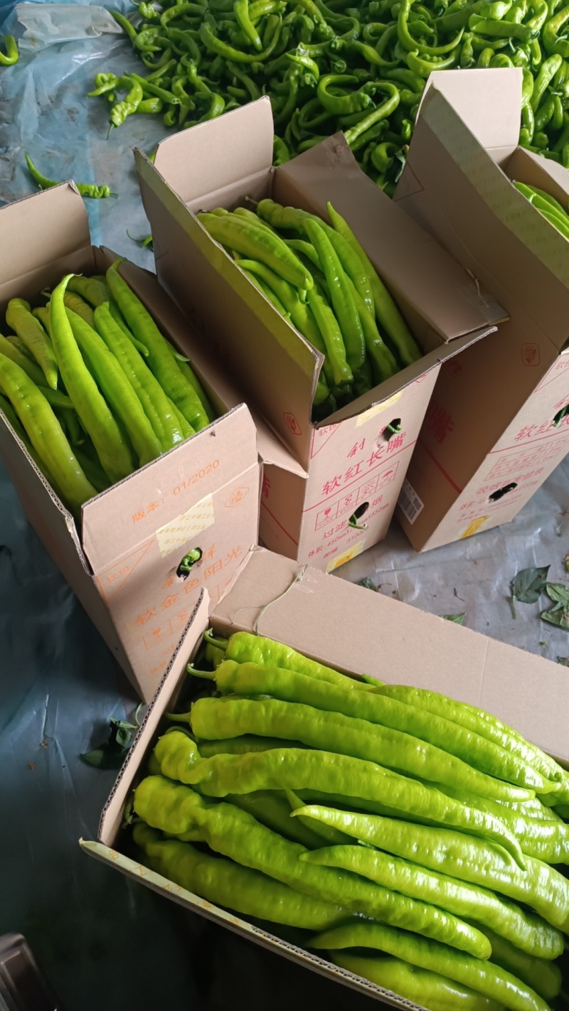 圆椒，尖椒，螺丝椒上市