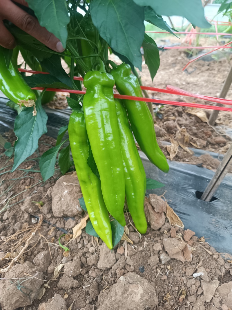 圆椒，尖椒，螺丝椒上市