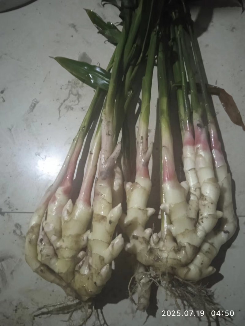 纳米肥种植全套方案优质生姜，需要的联系