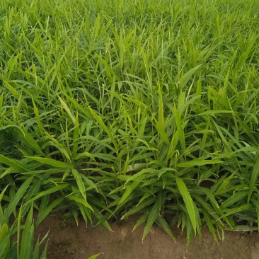 纳米肥种植全套方案优质生姜，需要的联系