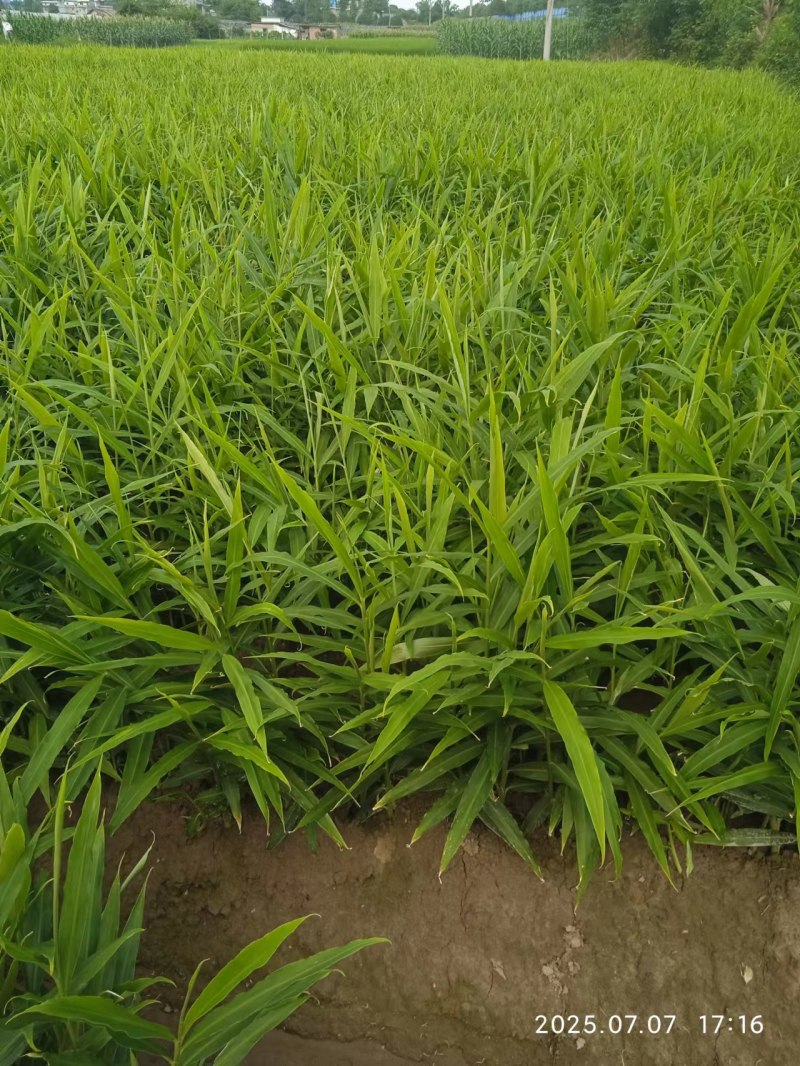 纳米肥种植全套方案优质生姜，需要的联系