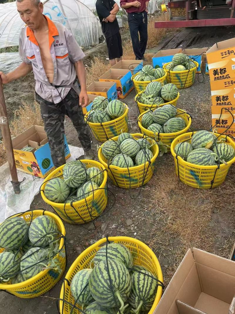 中蜜一号大棚现摘