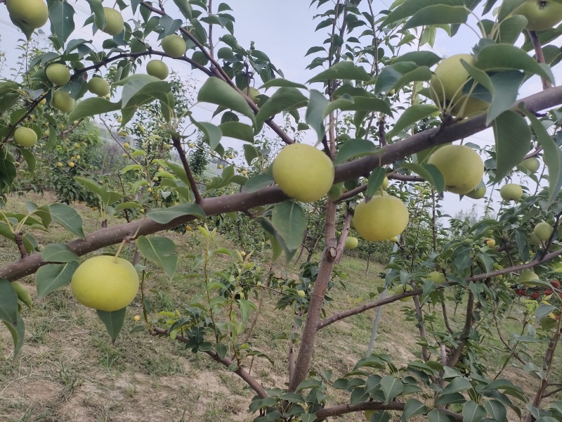 绿宝石梨，个头大小均有，可去梨园亲自采摘。