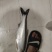 野生翘嘴鱼