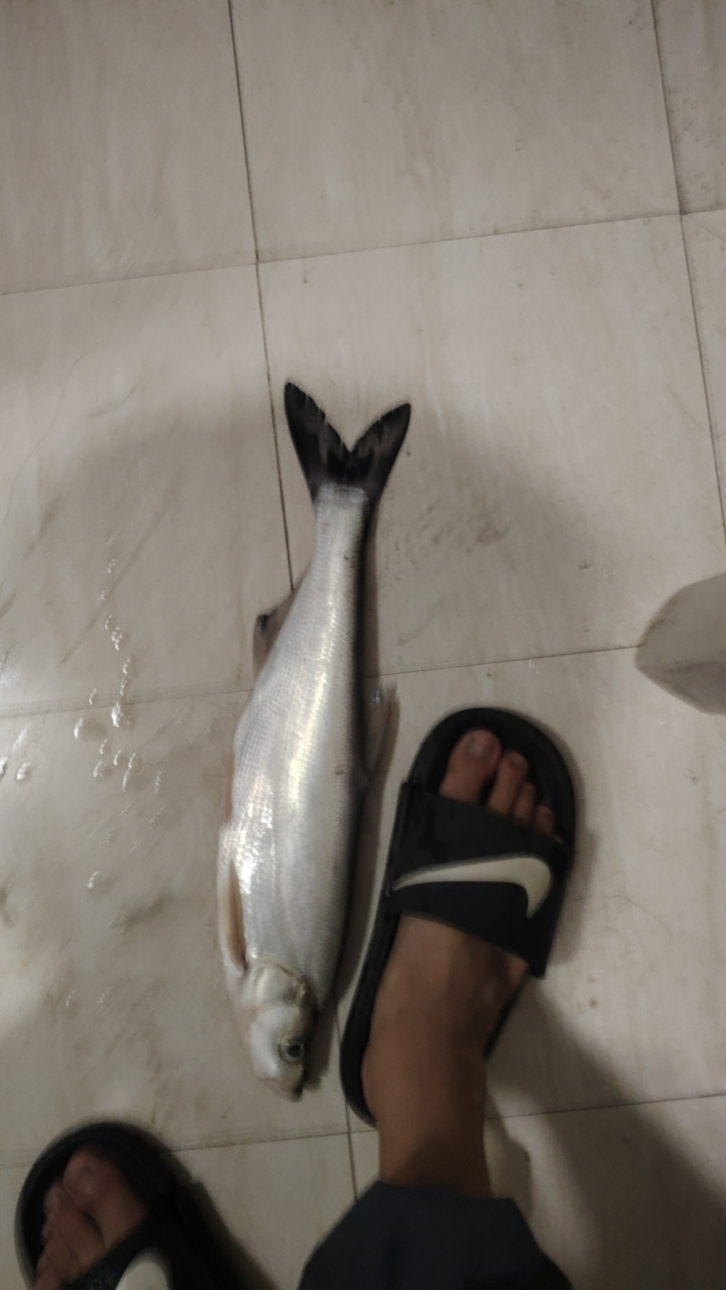 野生翘嘴鱼