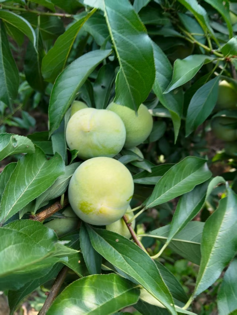 青脆李，黑宝石