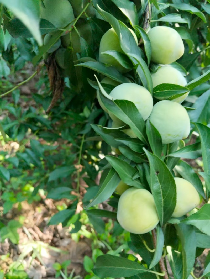 青脆李，黑宝石