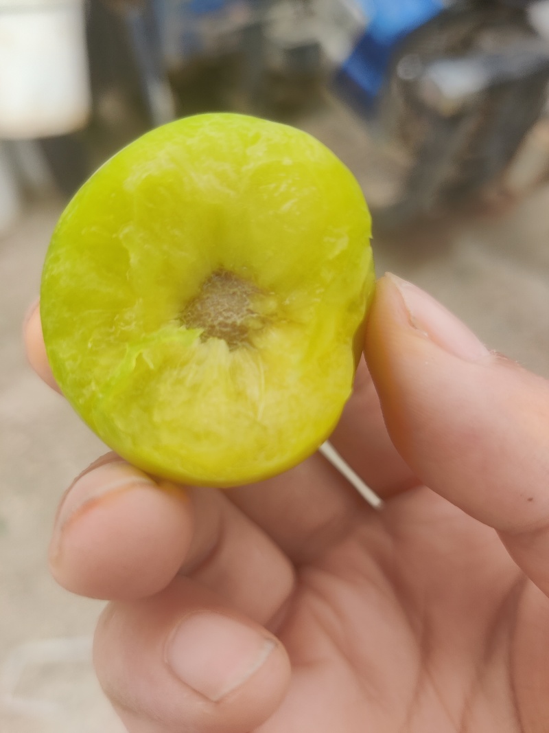 青脆李，黑宝石