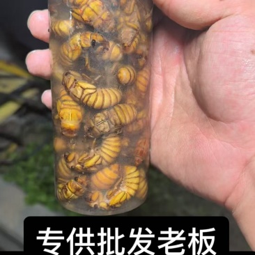 金蝉知了猴，**批发老板，电商一件代发！