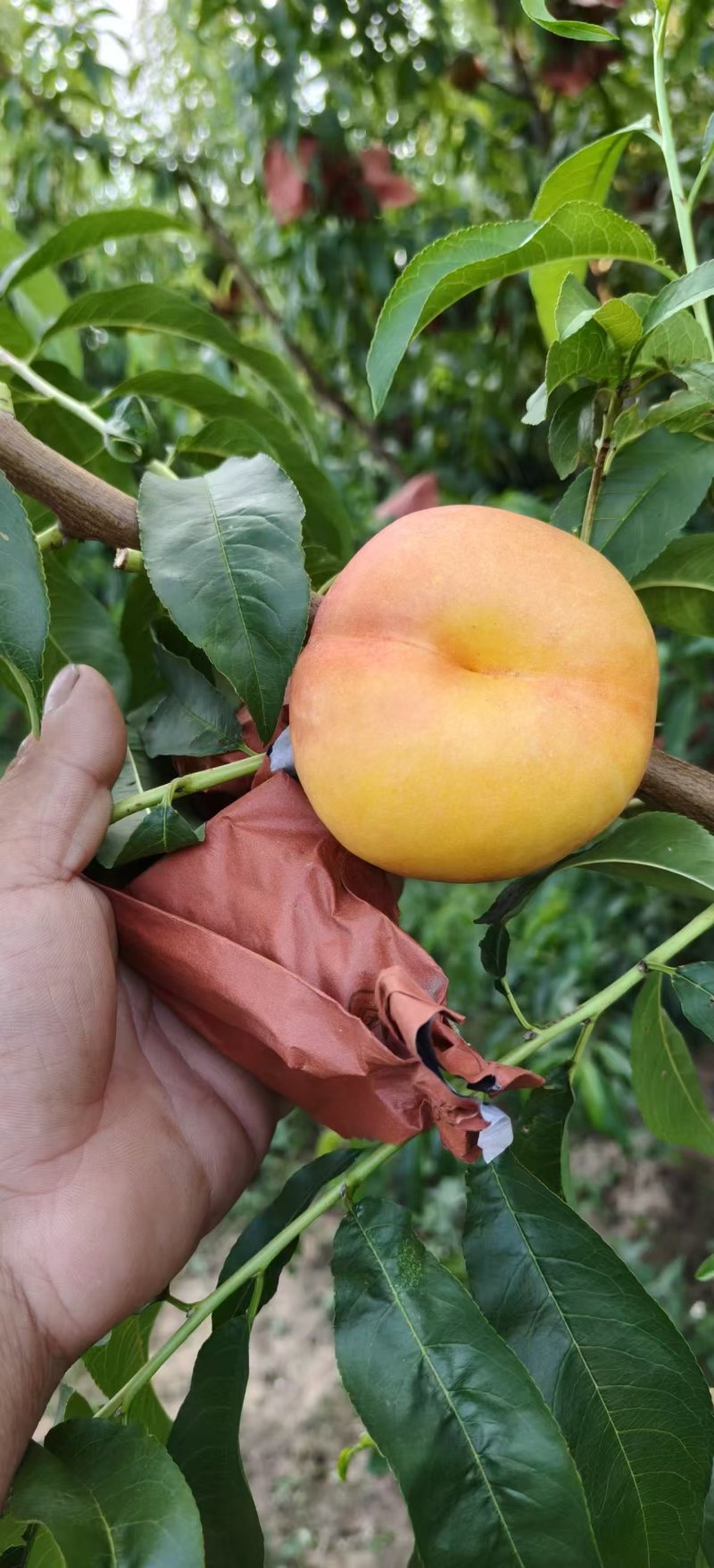 桃树苗