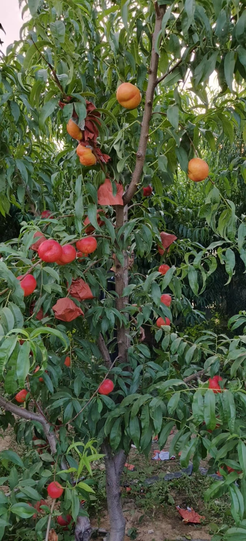桃树苗