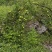 清脆李1600海拔产区