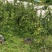 清脆李1600海拔产区