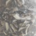 牛肝菌
