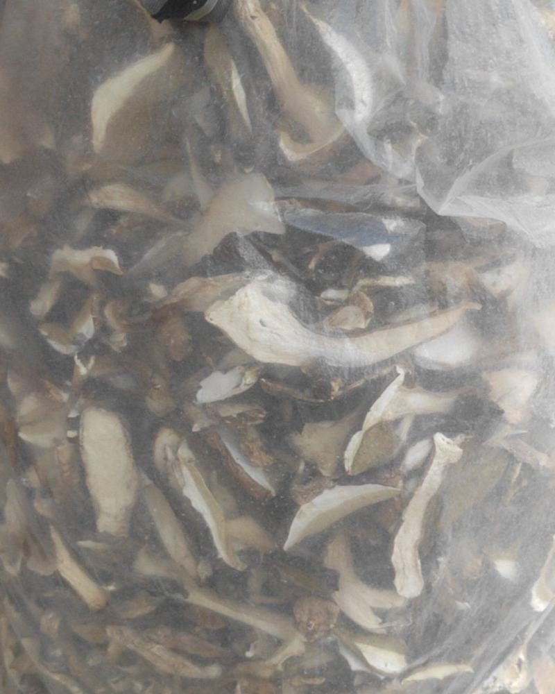 牛肝菌