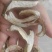 牛肝菌