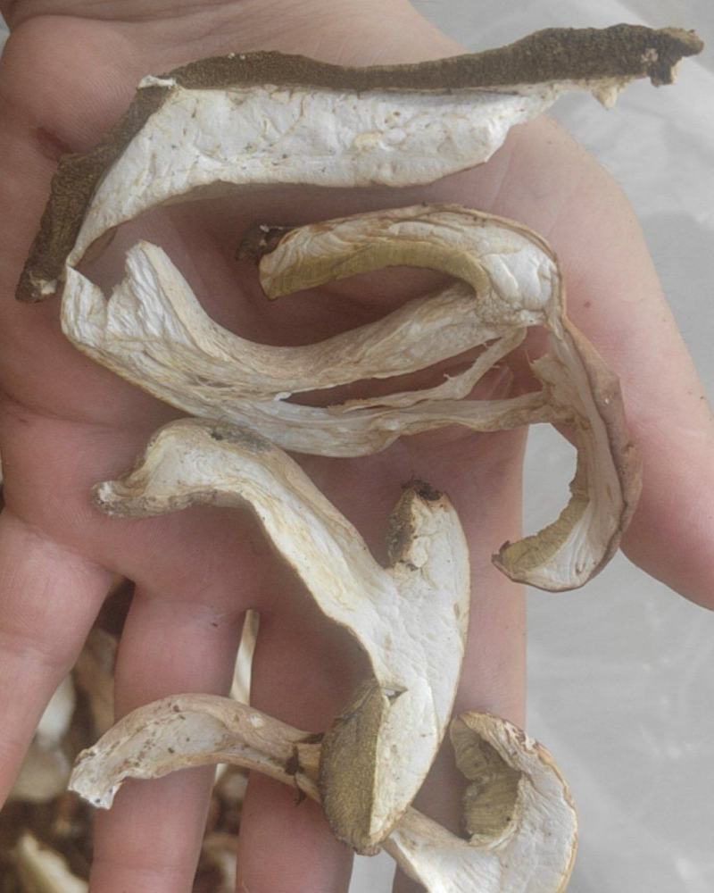牛肝菌