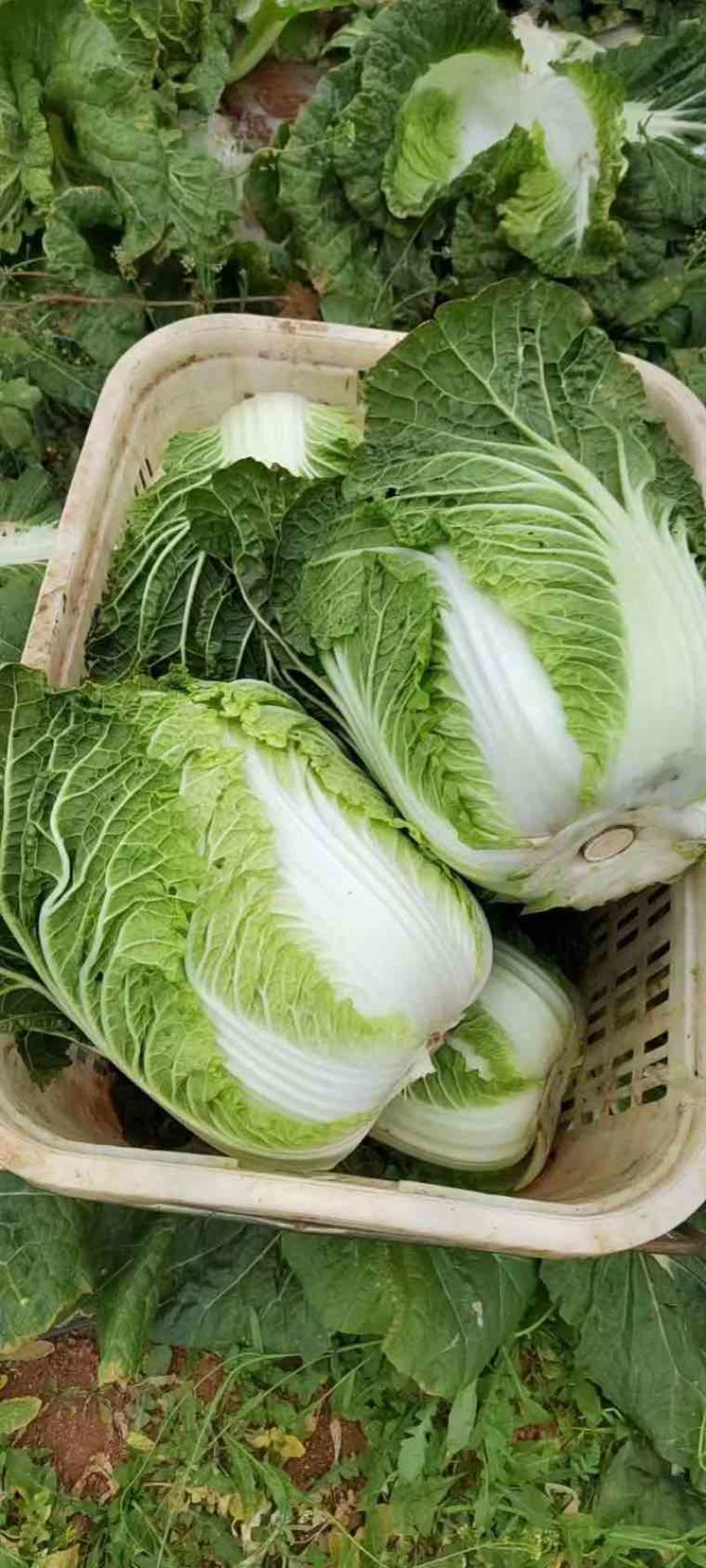 高山黄心大白菜毛白菜大量有货。欢迎各位老板订购