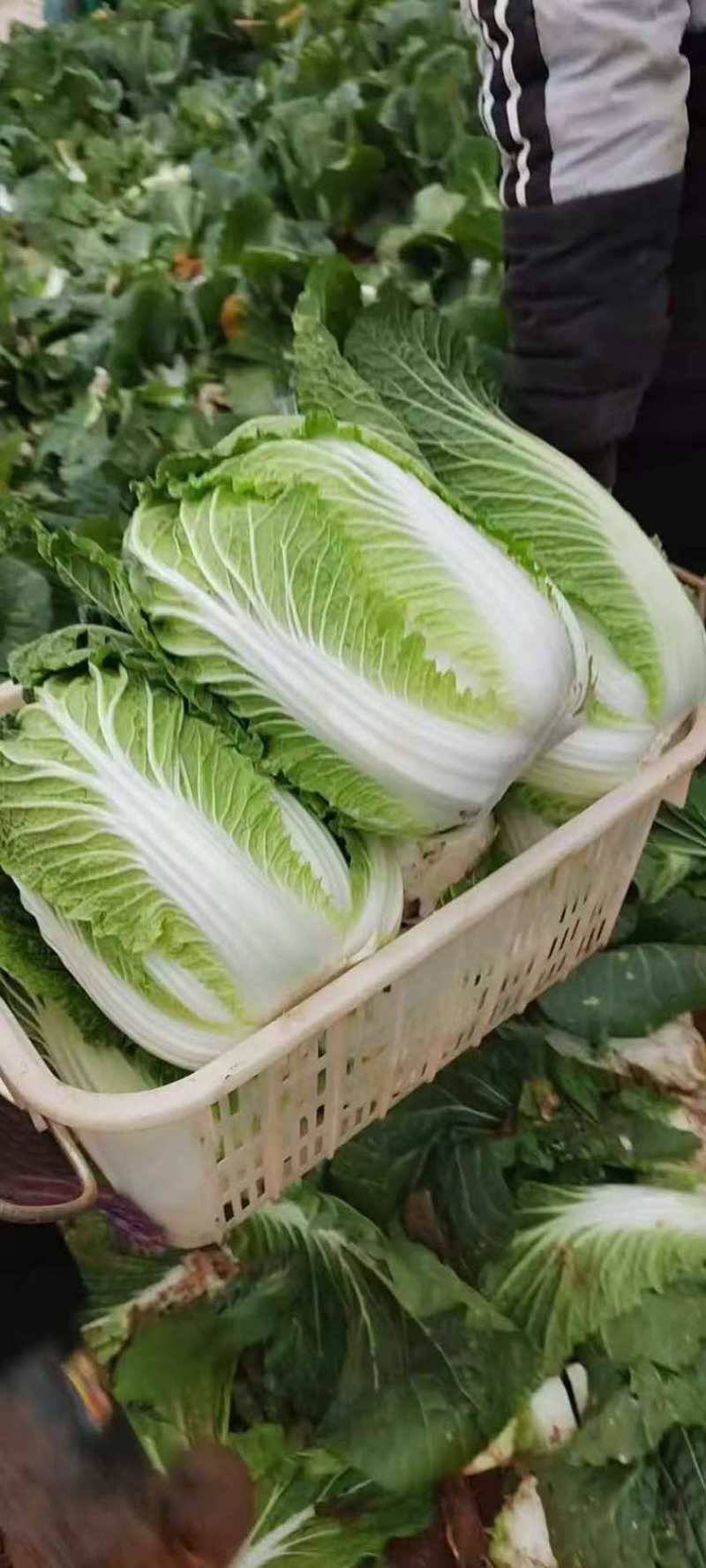 高山黄心大白菜毛白菜大量有货。欢迎各位老板订购