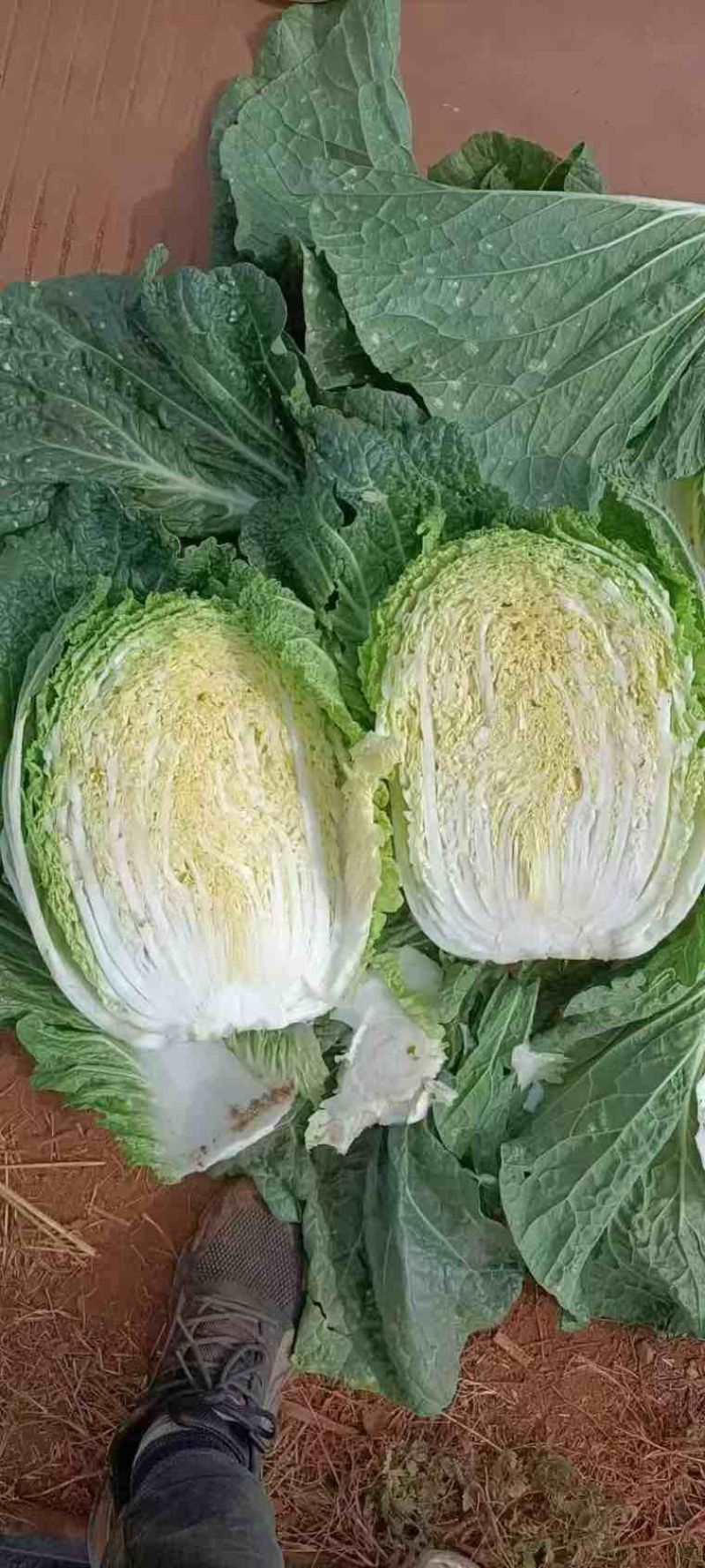 高山黄心大白菜毛白菜大量有货。欢迎各位老板订购
