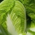 高山黄心大白菜毛白菜大量有货。欢迎各位老板订购