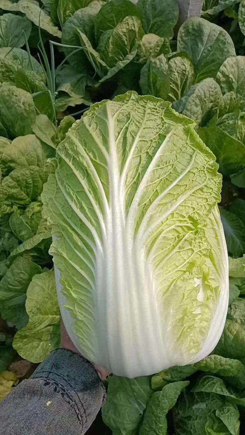 高山黄心大白菜毛白菜大量有货。欢迎各位老板订购