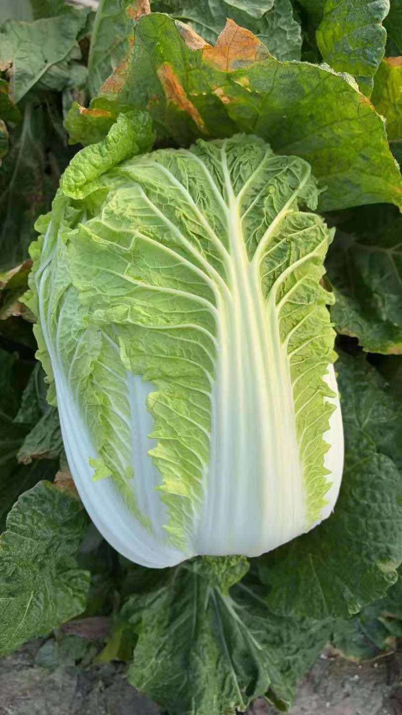 高山黄心大白菜毛白菜大量有货。欢迎各位老板订购