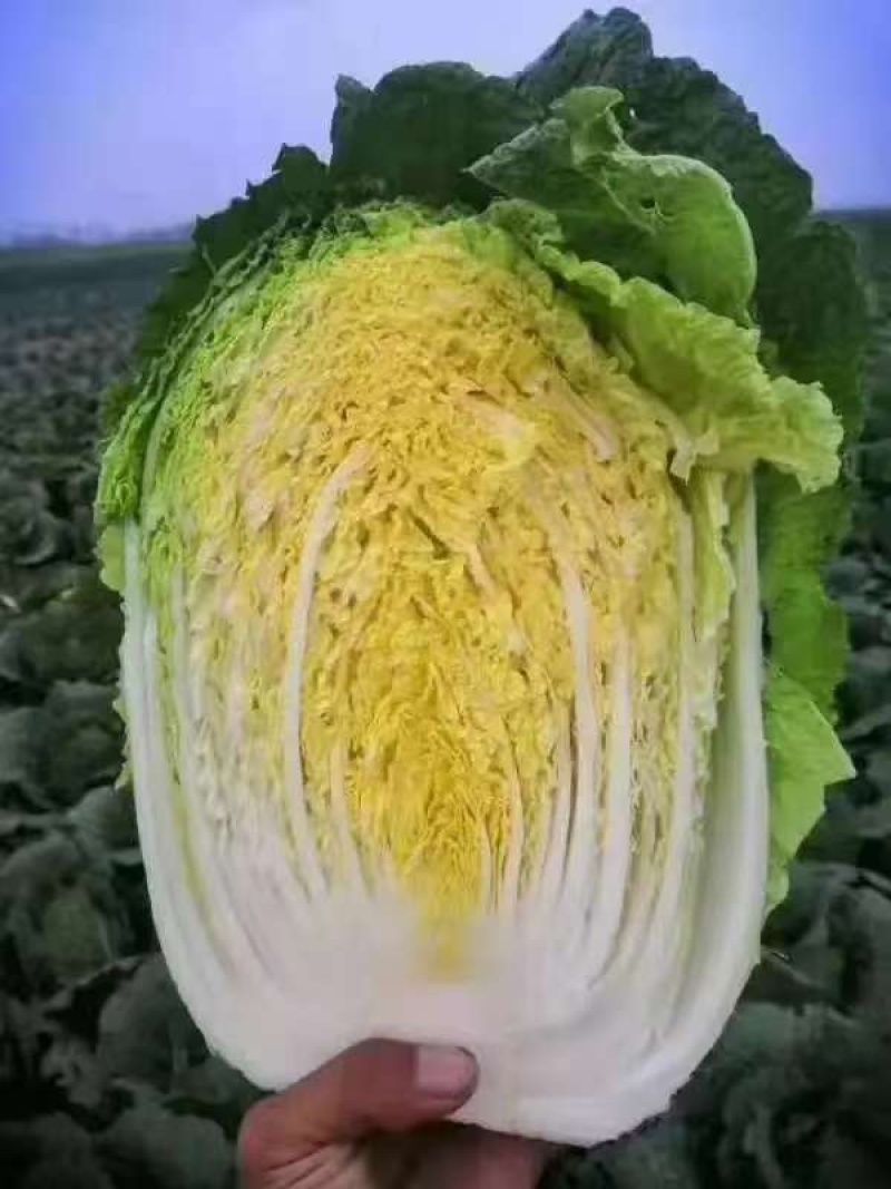 高山黄心大白菜毛白菜大量有货。欢迎各位老板订购