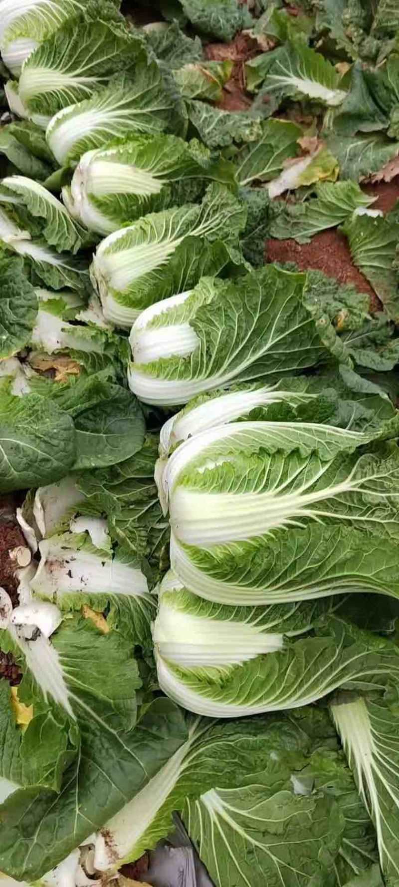 高山黄心大白菜毛白菜大量有货。欢迎各位老板订购