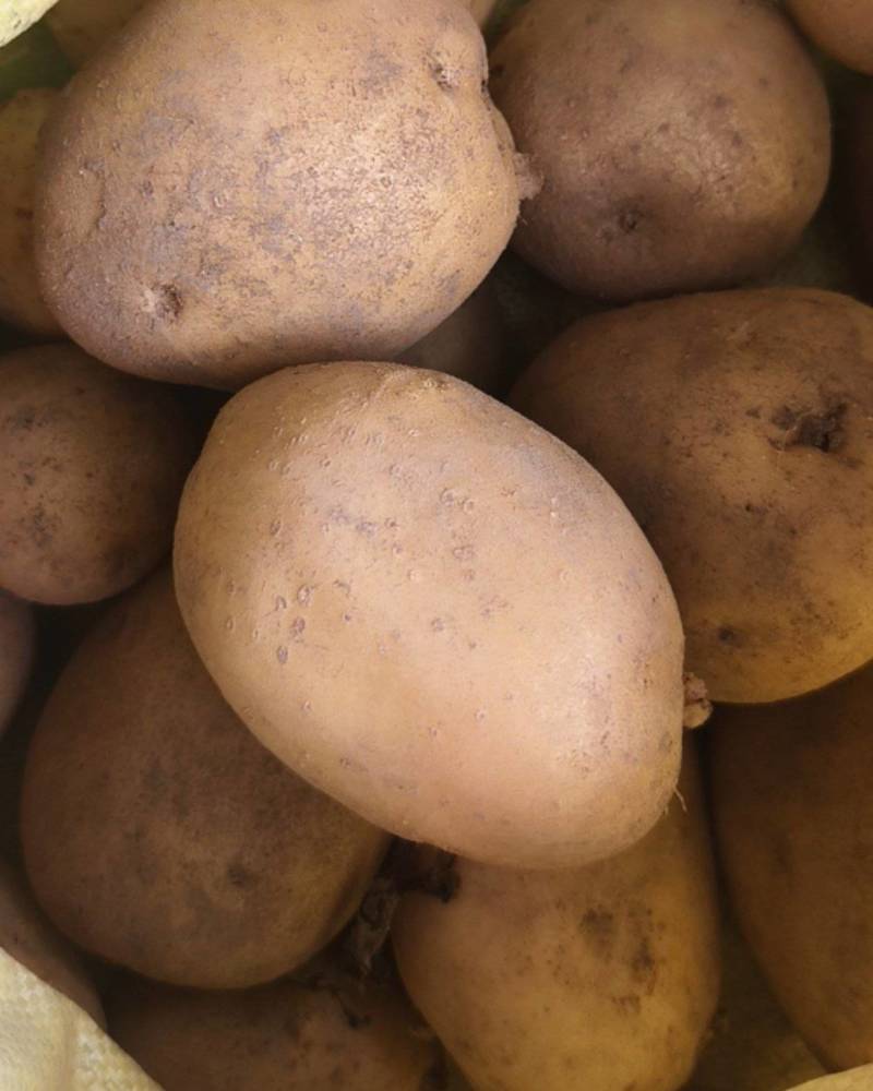 土豆