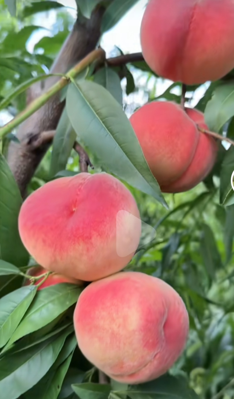 夏红桃子