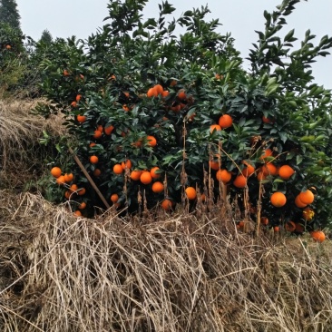 脐橙