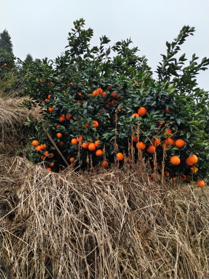 脐橙