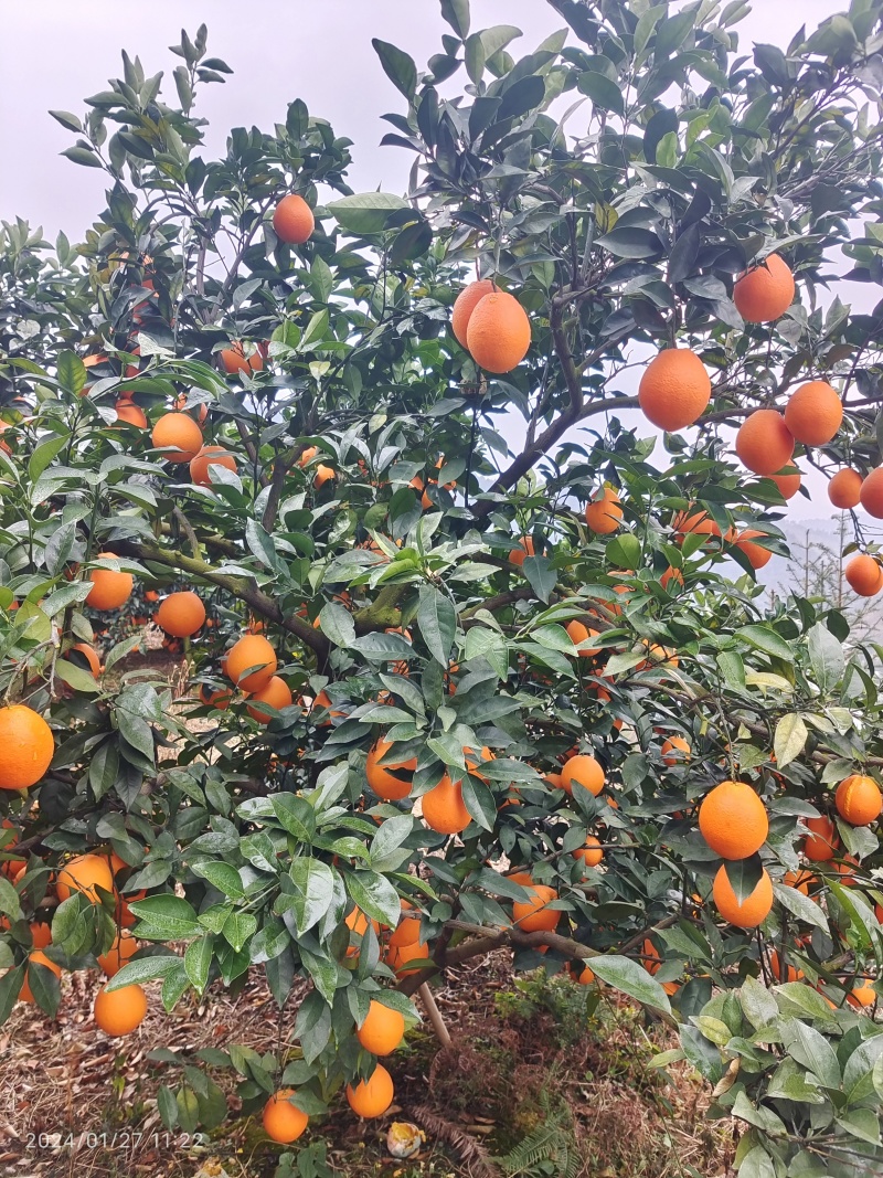 脐橙