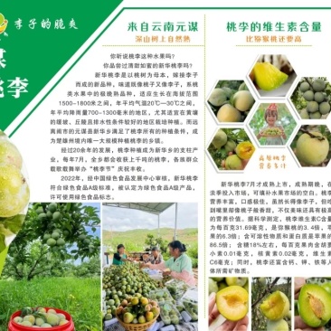 云南省楚雄州元谋县新华桃李