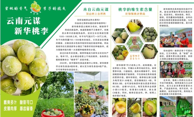 云南省楚雄州元谋县新华桃李