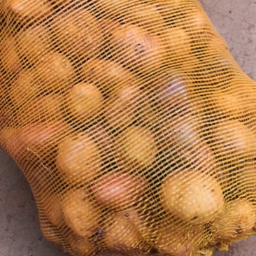 东山老品种土豆