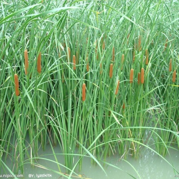 大量蒲草蒲棒出售，接受预订，价格详谈