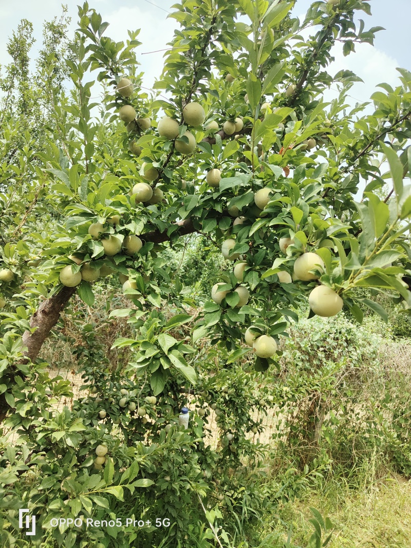 恐龙蛋杏李