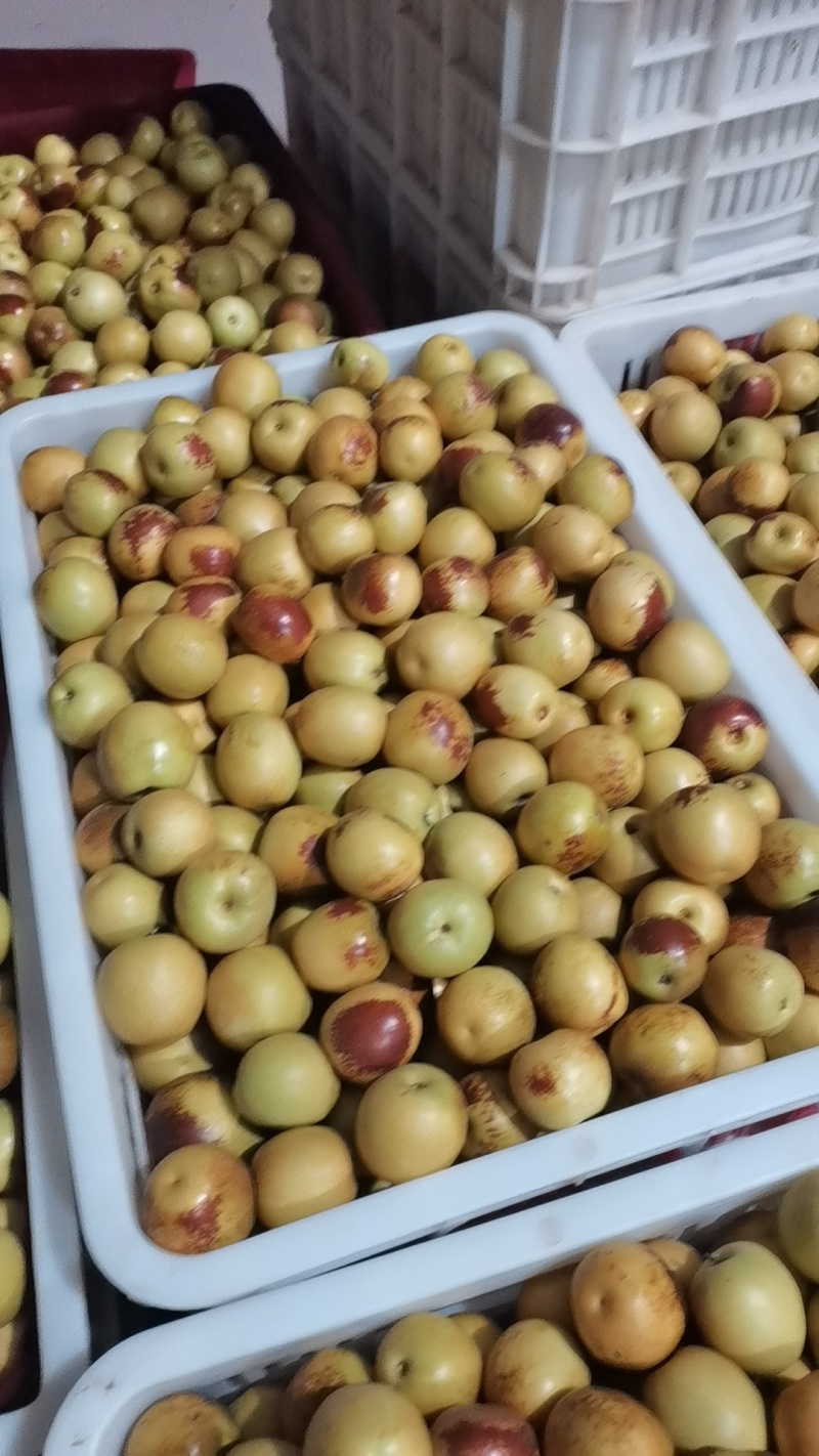 大荔冬枣