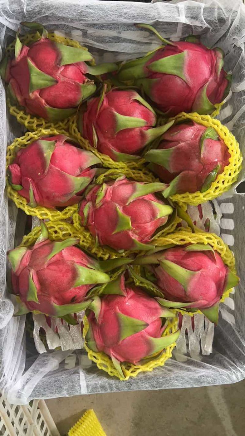 火龙果大量现货