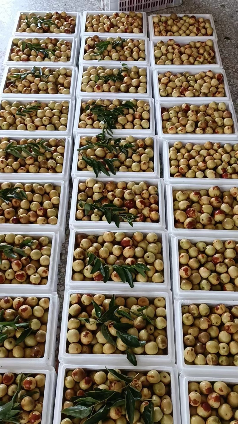 大荔冬枣
