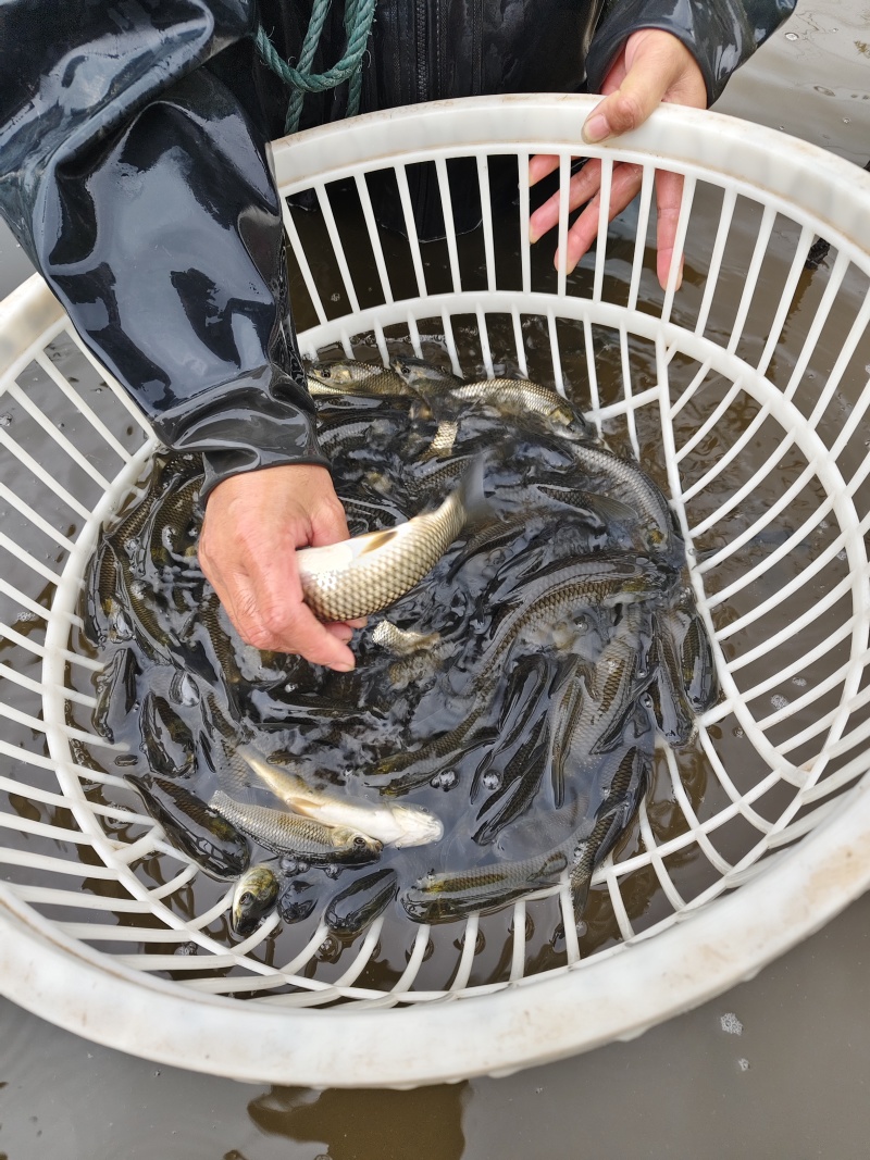 鱼苗