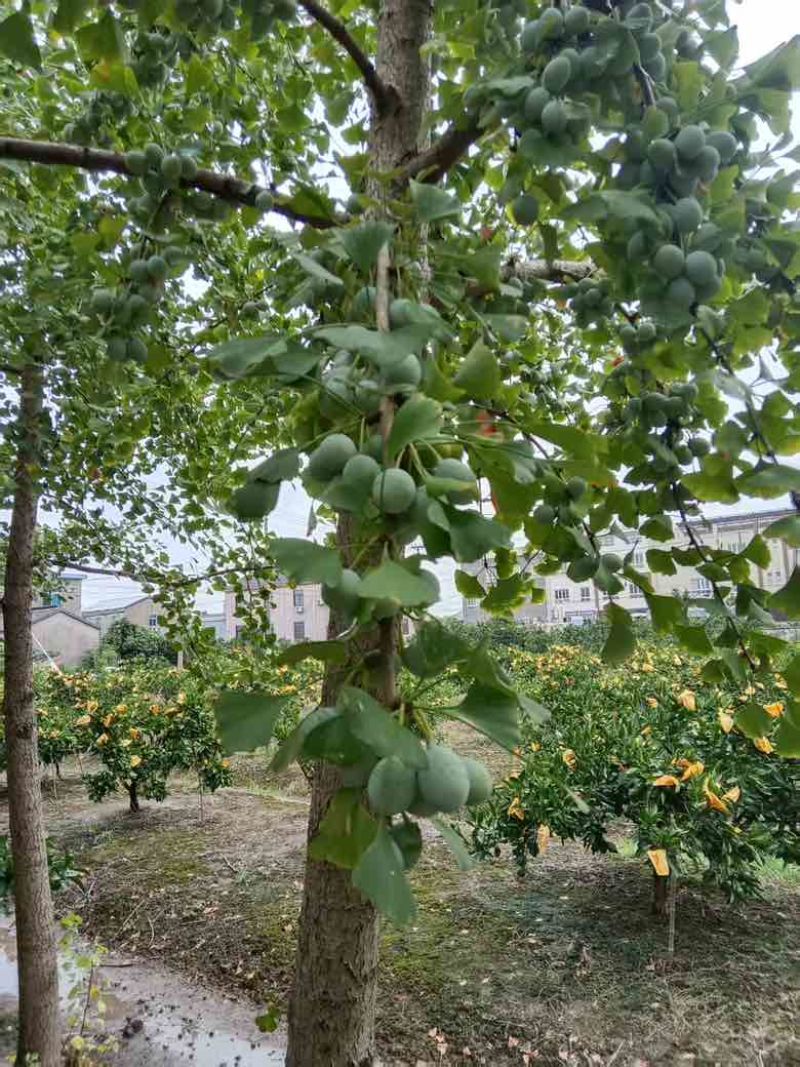 银杏果
