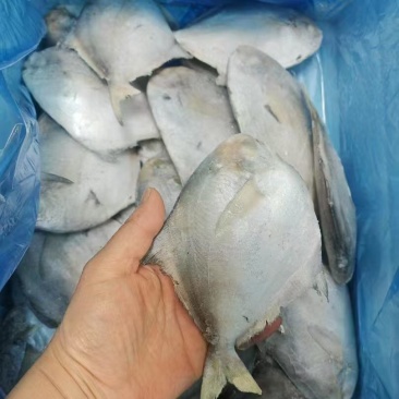 鲳鱼🐟