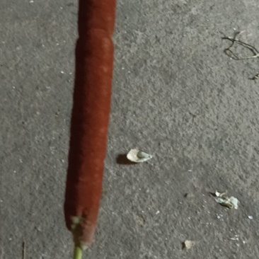 蒲黄鲜货