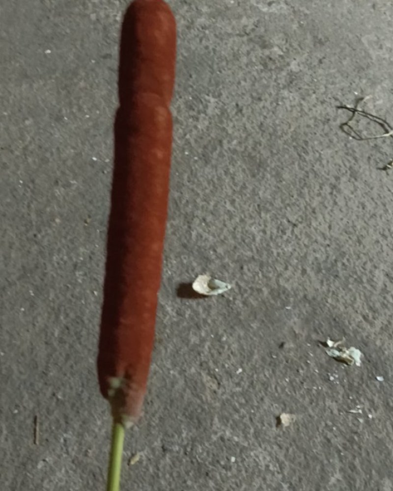 蒲黄鲜货