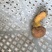 牛肝菌