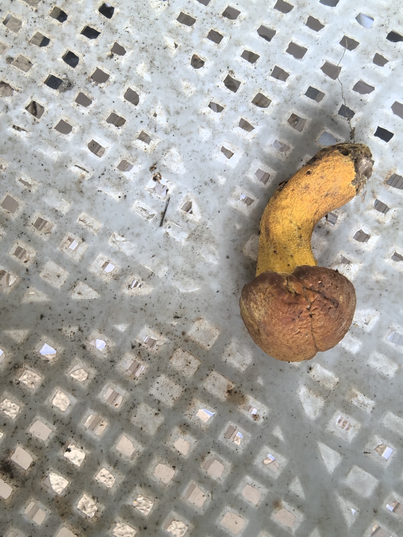 牛肝菌